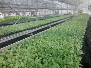 壽光建發 以最實惠價格提供優質大棚蔬菜種苗，一站式批發供應服務